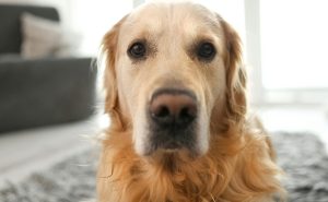 Golden retriever dog at home alone