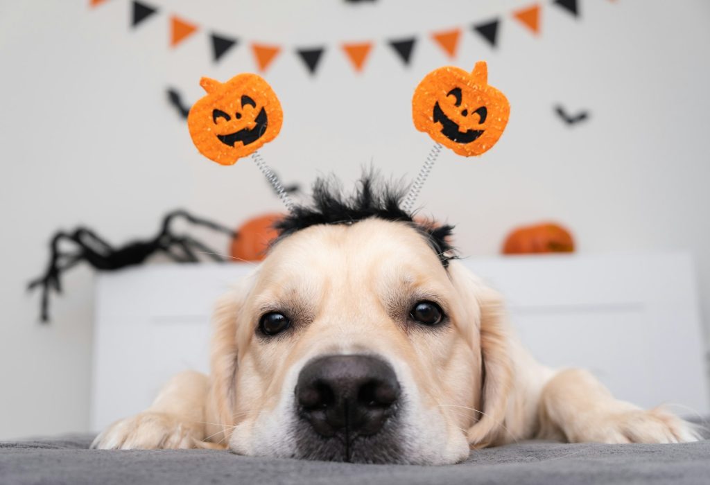 Halloween : voici 3 aliments qui peuvent se révéler dangereux pour votre chien en cette date festive