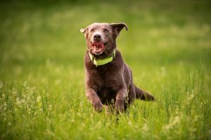 Alimentation du chien sportif : quels besoins, quelles contraintes, quelles solutions ?