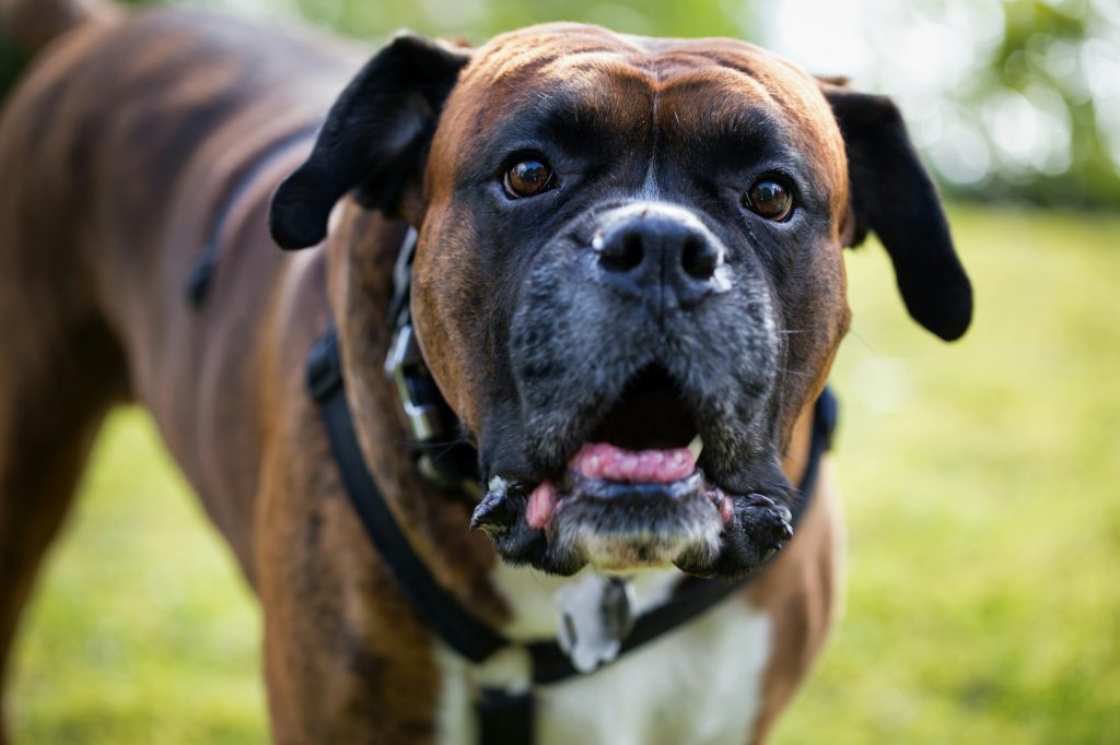 Le Boxer : infatigable et aboyeur