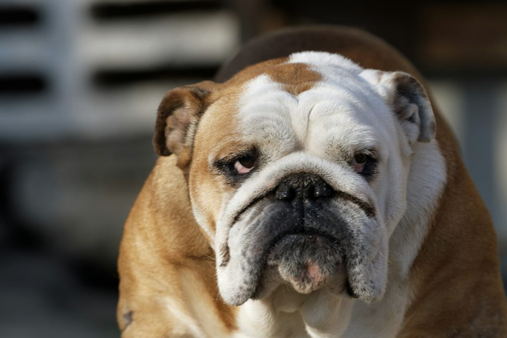 Le Bulldog Anglais : roi des ronflements