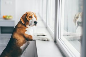 Combien de temps puis-je laisser mon chien seul à la maison chaque jour ? Avec quelles précautions ?