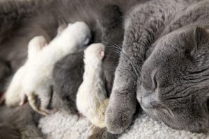 Ma chatte attend une portée : suivez ces 4 étapes pour que tout se passe bien