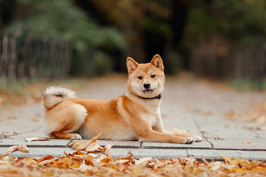 Le Shiba Inu, le petit samouraï