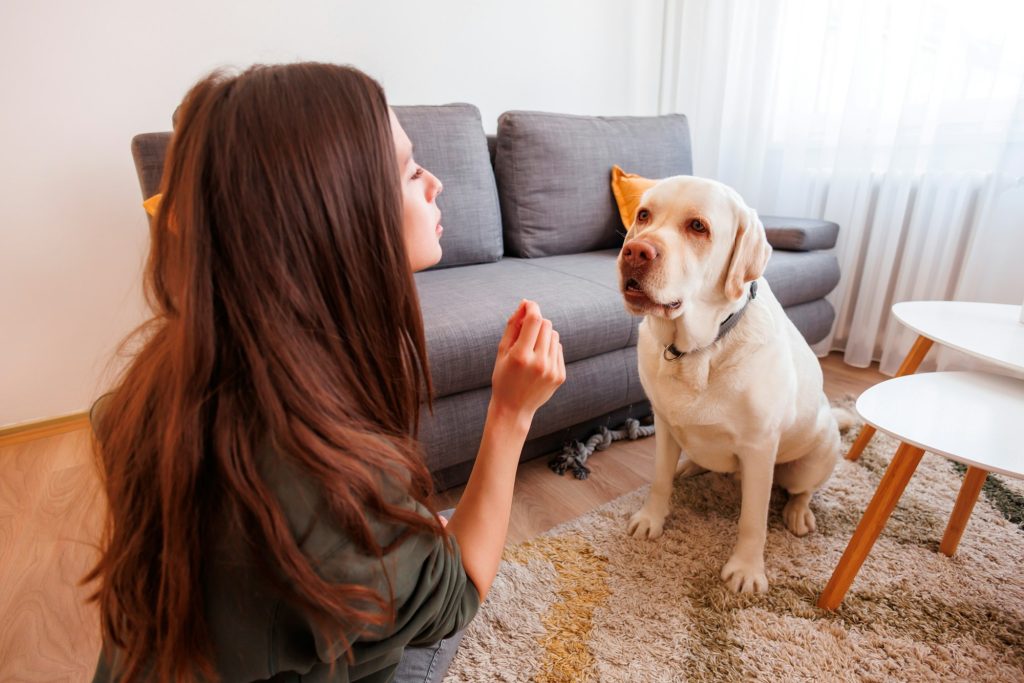 Jamais trop vieux ! Il n'y a pas d'âge pour apprendre de nouveaux tours à son chien