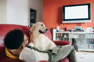 Les chiens regardent-ils la télévision ? Les scientifiques vous expliquent