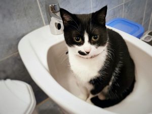 C'est la journée mondiale des toilettes : voici comment certains chats bien élevés se soulagent directement dans les toilettes !