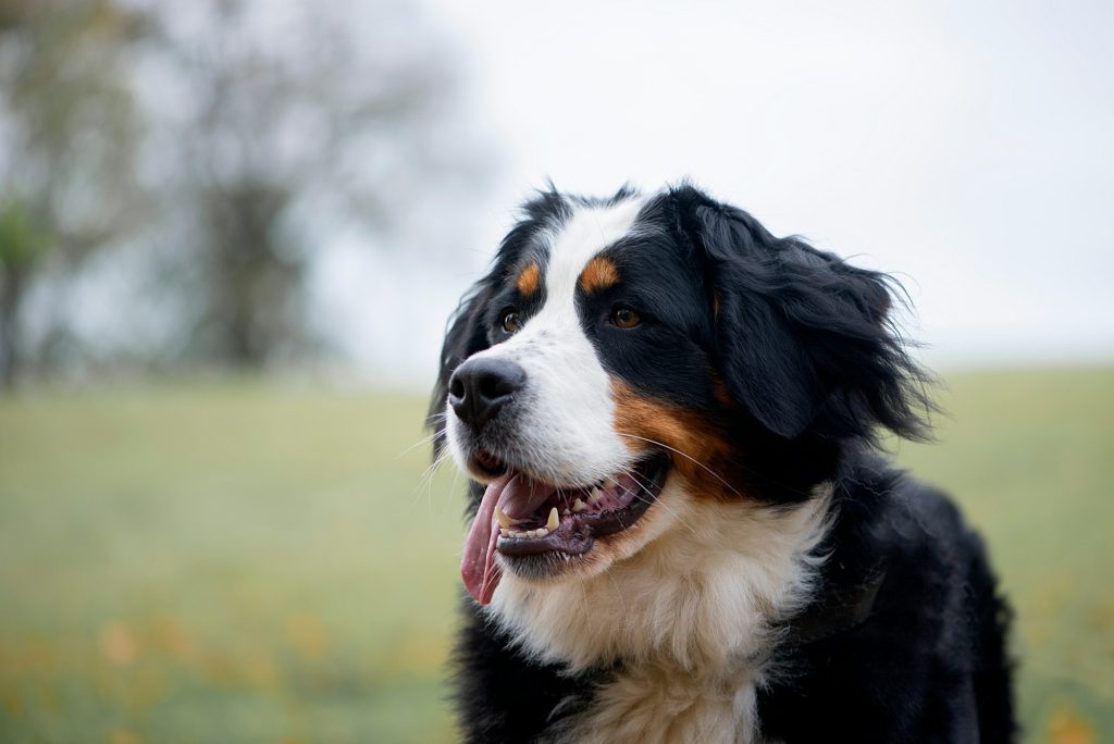 Ostéochrondrose chez le chien : que se cache derrière ce terme compliqué ?