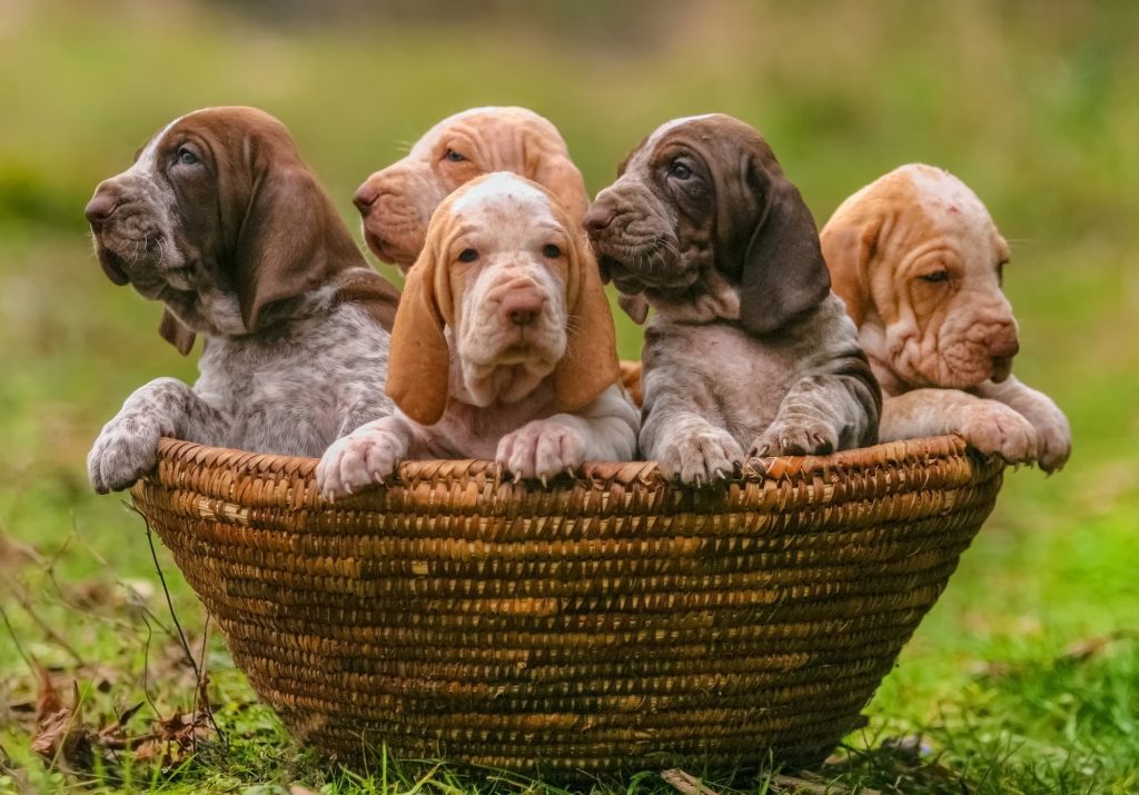 Bracco italiano