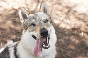 Apparence, comportement : top 5 des races de chien qui ressemblent à des loups