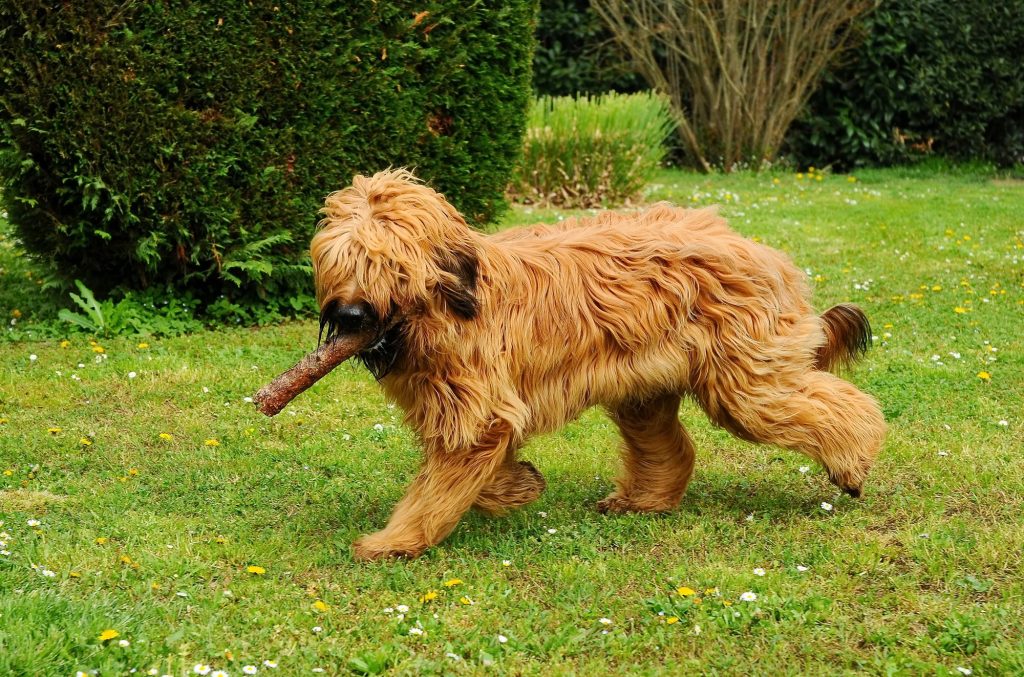 Le Briard : on vous parle de cette race de chien attachante et robuste