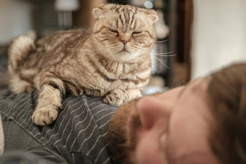 Mon chat dort sur moi : trois raisons probables de ce comportement