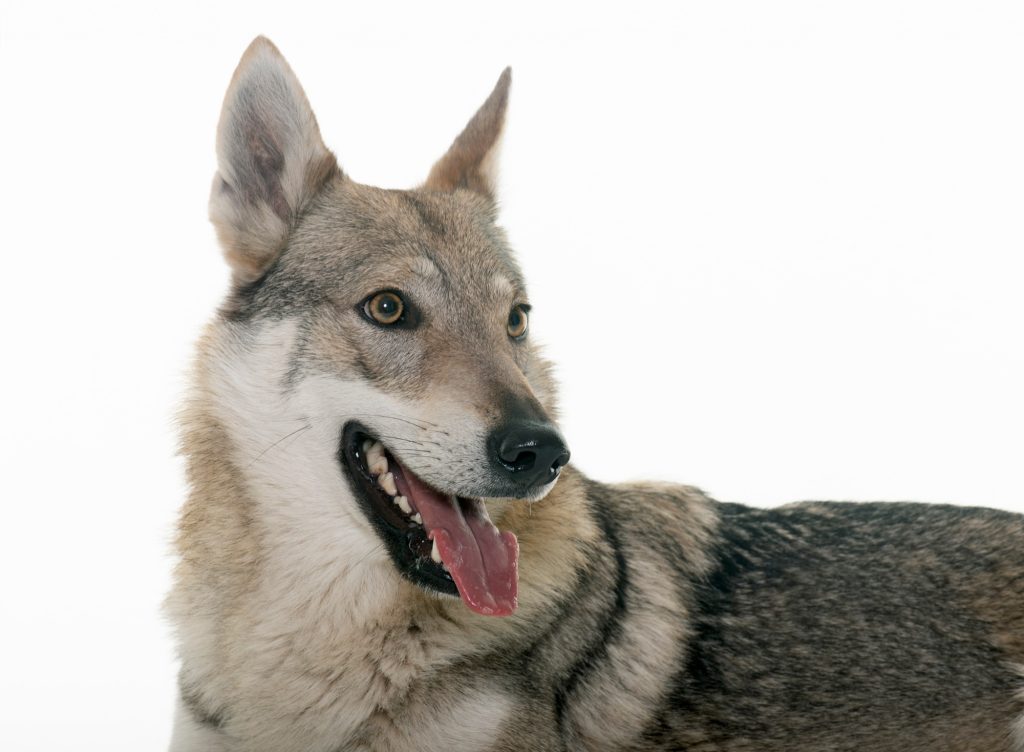 Chien loup tchécoslovaque