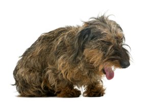 Mon chien fait une crise de toux : va-t-il s'étouffer ?