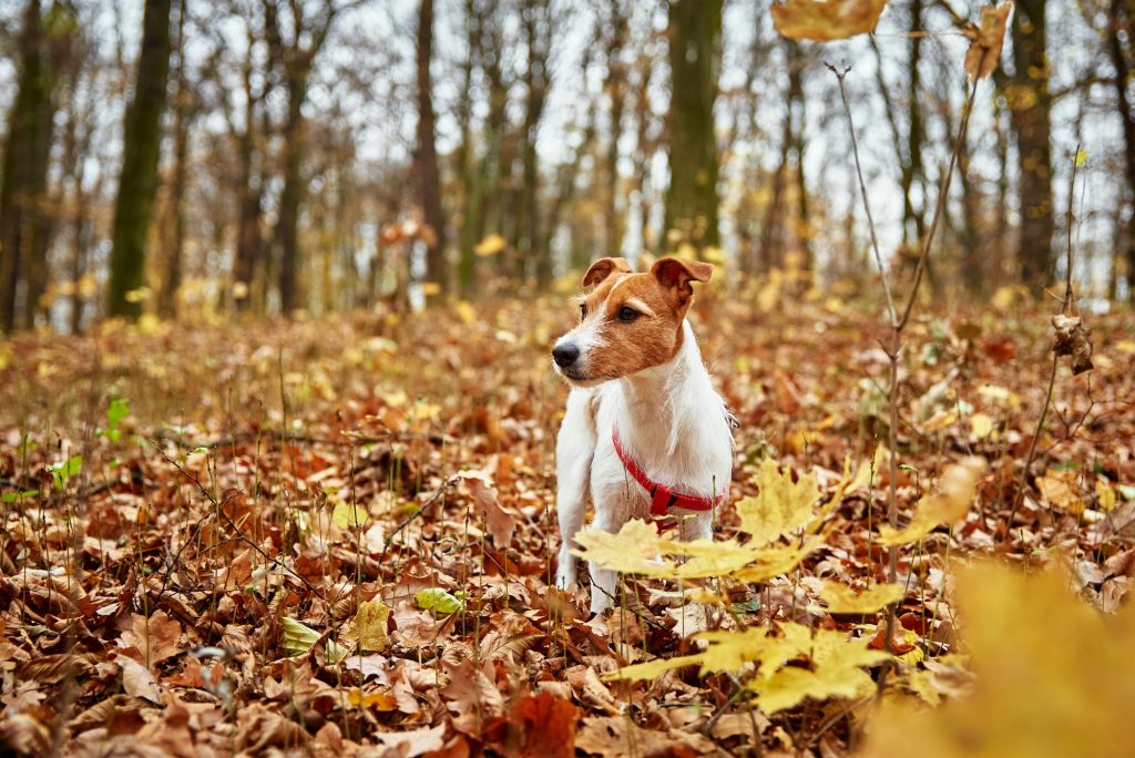 Votre chien sagittaire devra se souvenir de ceci ce mois-ci