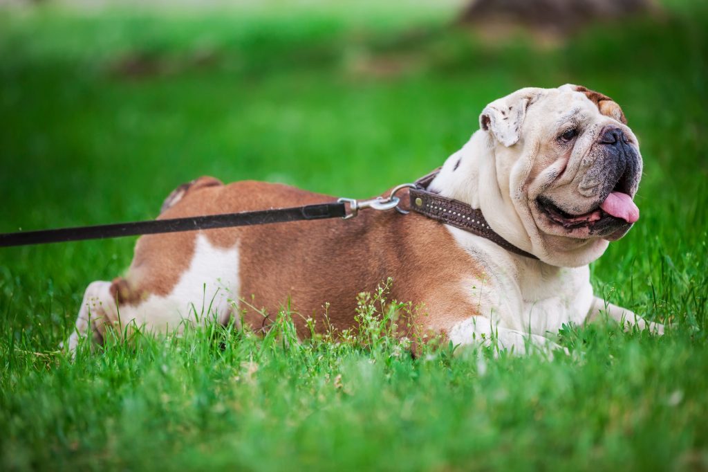 Bulldog anglais VS Bouledogue français : on compare ces deux races ultra-populaires