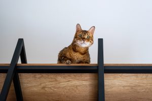 Vrai ou faux ? Le chat aime être en hauteur