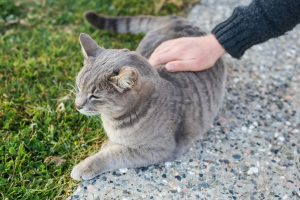 3 raisons pour lesquelles certains chats n'aiment pas qu'on les caresse (et ils peuvent vous attaquer si vous tenter de le faire !)