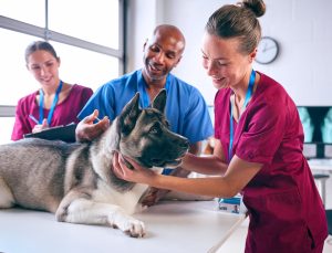 Male And Female Veterinary Team Giving Injection To Pet Akita Dog In Surgery