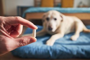 Journée européenne des antibiotiques : chez le chien non plus c'est pas automatique !