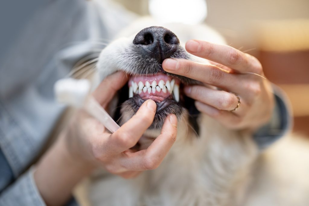 Opening dog's mouse for teeth cleaning