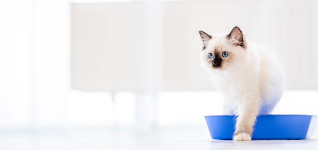 Votre chat a encore uriné sur un matelas ? Voici comment se débarrasser des mauvaises odeurs facilement