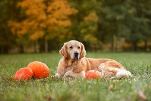 Ces 4 produits naturels sont connus pour leur action vermifuge chez le chien