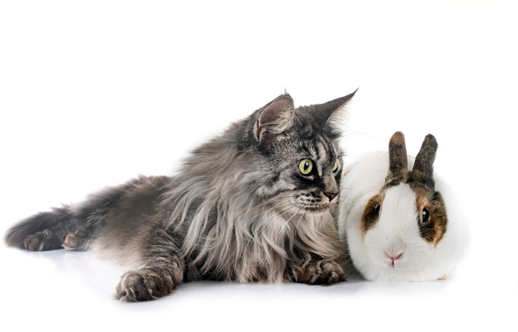 Peut-on faire cohabiter un lapin et un chat ? Voici trois conditions pour que cela fonctionne