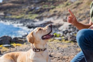 Le pouvoir de la récompense : voici trois choses que vous pouvez obtenir de votre chien avec une friandise