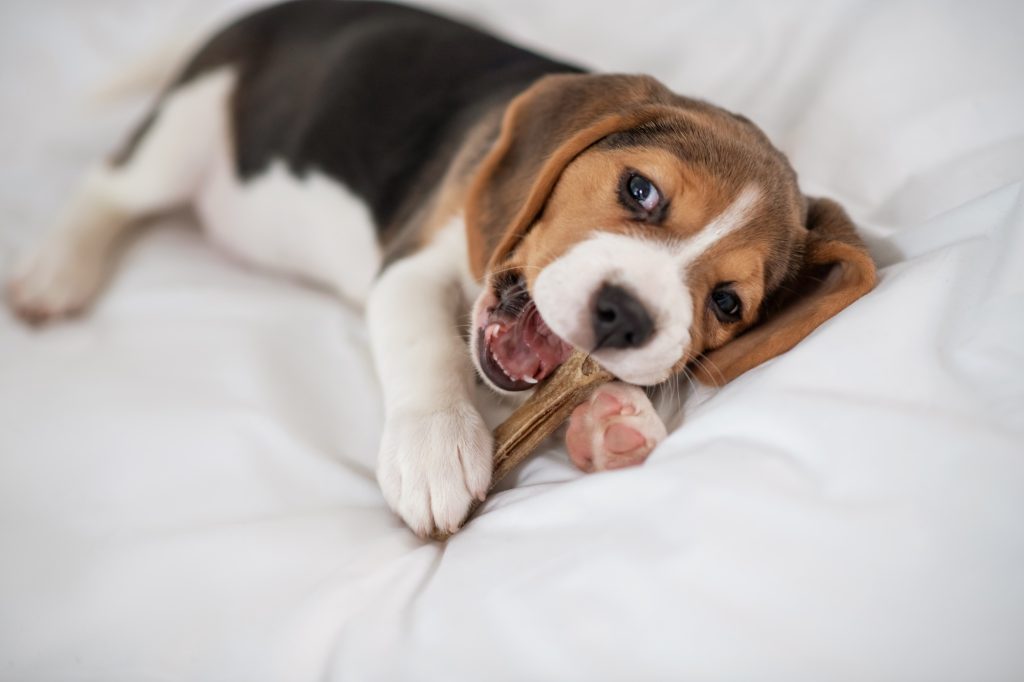 Ces trois signes doivent vous faire penser à une giardiose chez votre jeune chiot