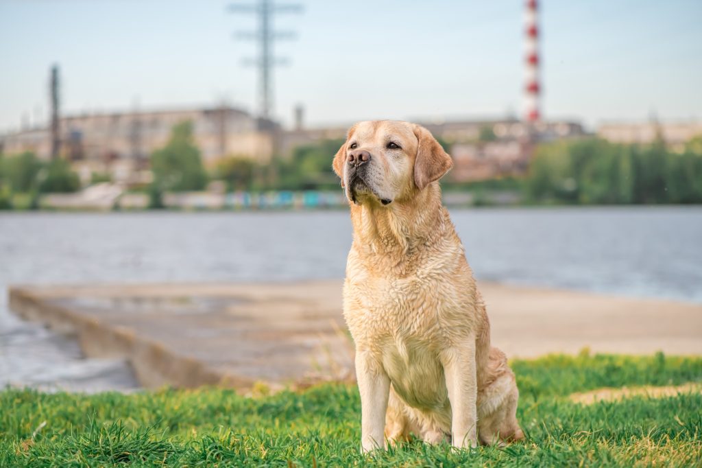 Le Labrador Retriever