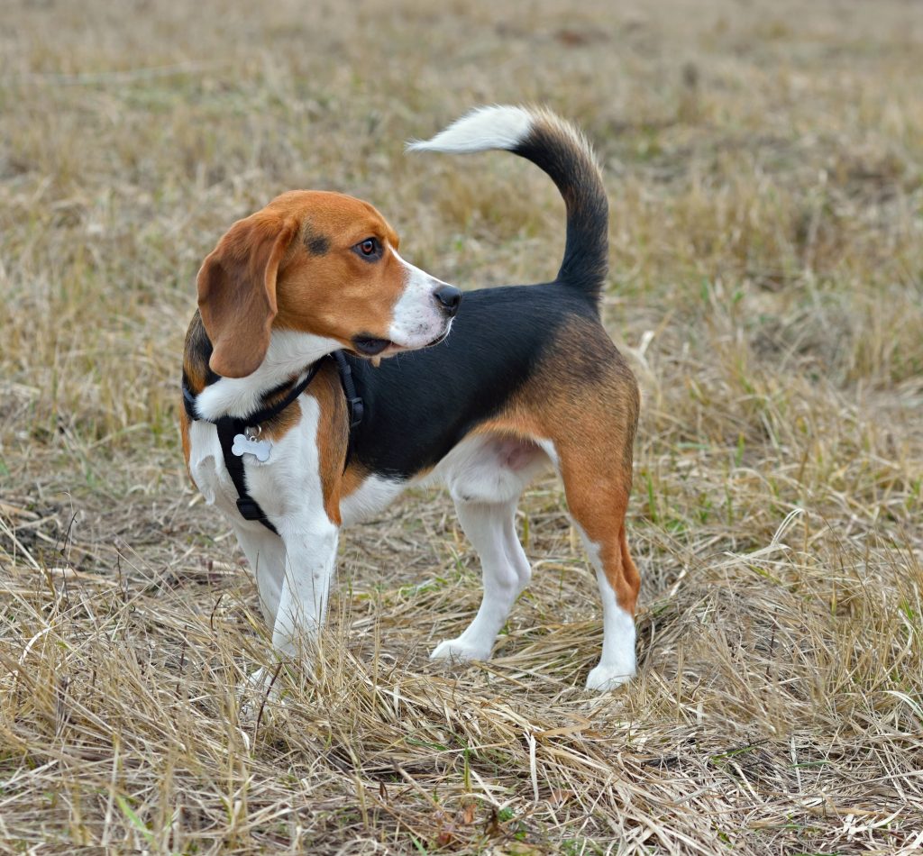 Le Beagle