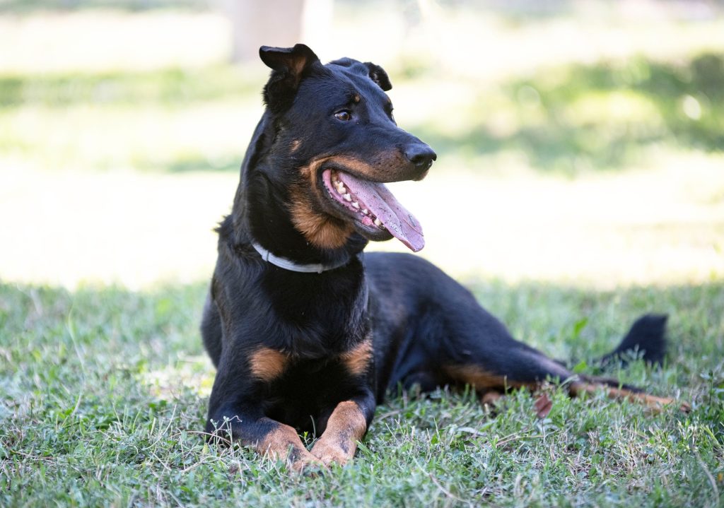 Le Beauceron (berger de Beauce) : tout savoir sur le fameux Bas-Rouge