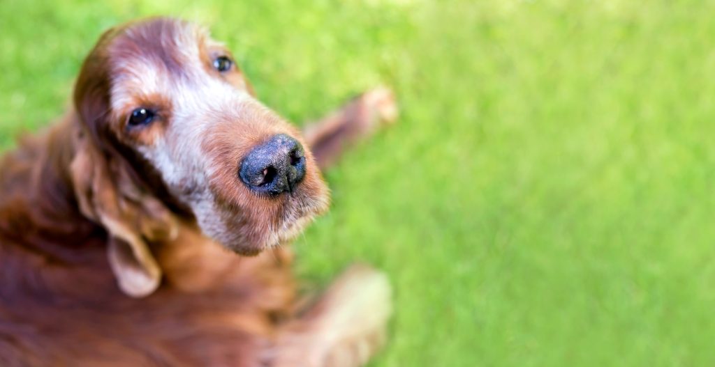 Cancers et tumeurs bénignes chez le chien : quelles différences, quels dangers ?