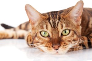 Les 4 maladies infectieuses les plus fréquentes chez le chat