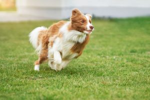 Balades éducatives : comment tirer profit de toutes vos sorties avec votre chien ?