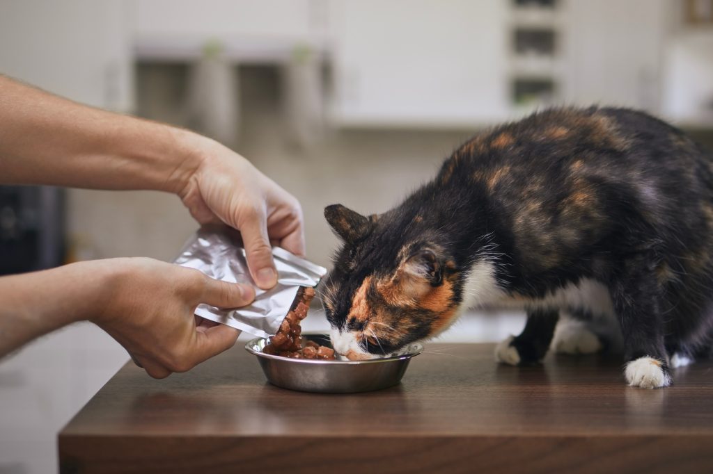 Pourquoi mon chat a-t-il toujours faim ? Est-ce signe d'un désordre ou d'une maladie ?