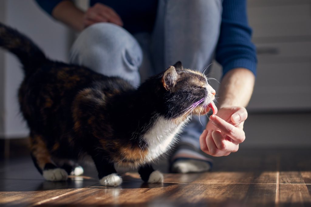 Pourquoi mon chat me lèche-t-il ?