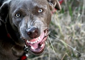 Mon chien agressif avec ses congénères : comment régler le problème ?