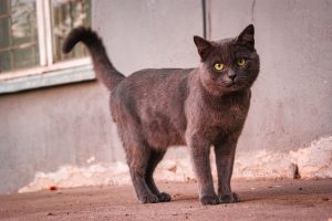 Le sida du chat (FIV) : qu'est-ce que cette maladie grave et transmissible, et comment la prévenir ?