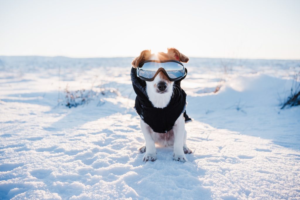 Préparation de Noël : voici trois idées cadeaux à placer sous l'arbre pour votre chien