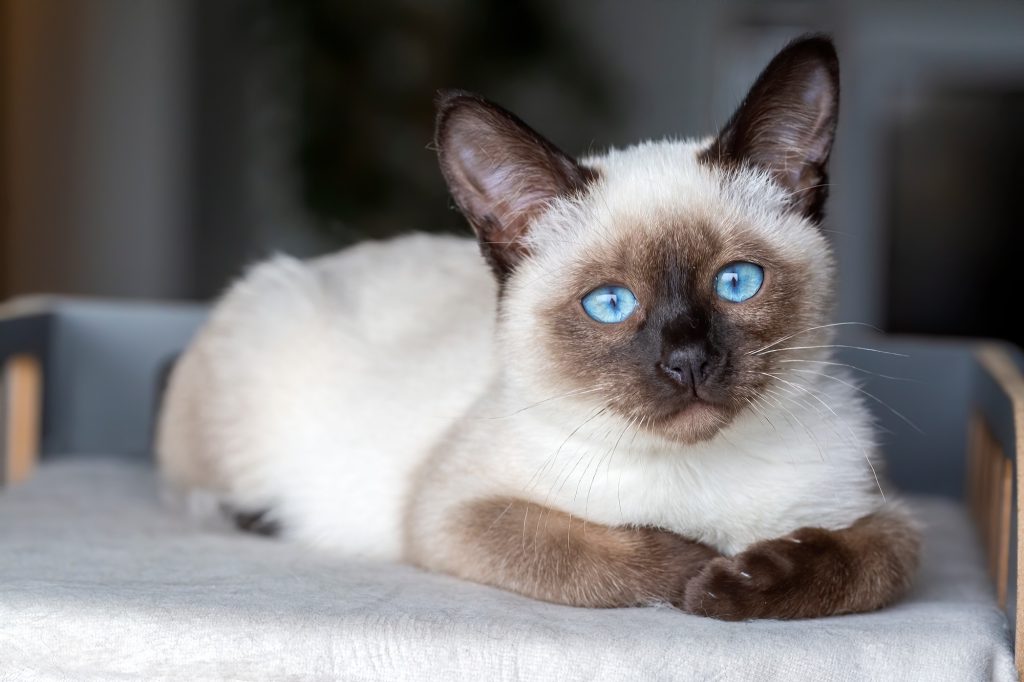 Le chat siamois : portrait robot de cet race incontournable