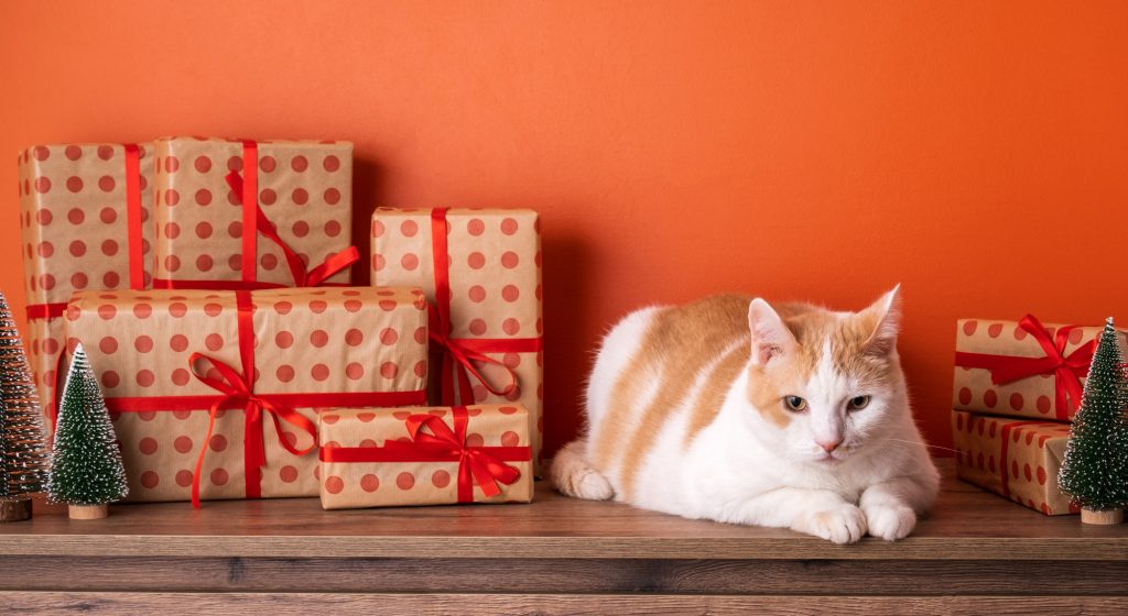 Nouvelle année : quelles bonnes résolutions puis-je prendre pour mieux prendre soin de mon chat ?