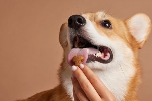 Puis-je alterner différents types d'aliments pour mon chien ?