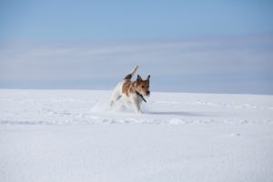 Froids hivernaux : à quelle température éviter de sortir son chien ?