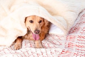 Connaissez-vous ce panier géant destiné à vous accueillir, vous et votre chien, pour des câlins interminables ?