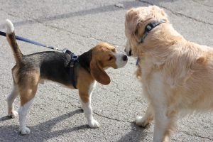 Présentations canines : pourquoi les chiens se reniflent-ils les fesses entre eux ?