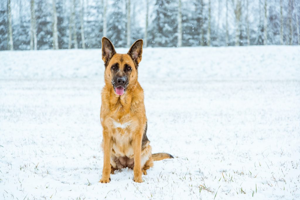 Deux maladies qui donnent froid chez le chien