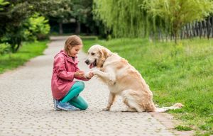 Mon chien s'est coupé le coussinet : que faut-il faire ?