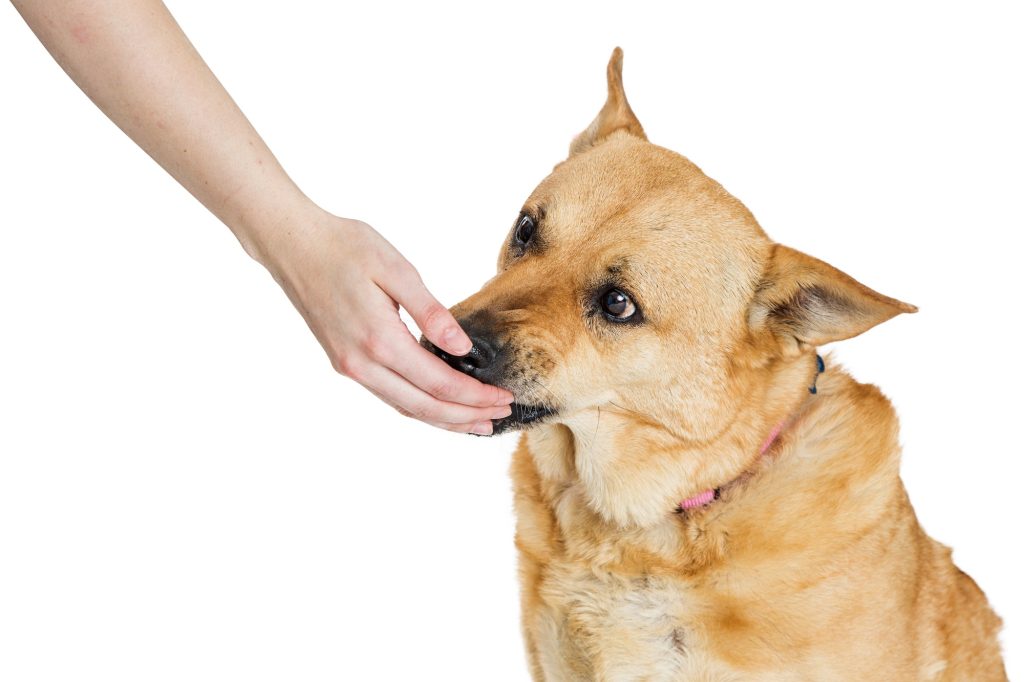 Éclats de foie de bœuf séché : la recette de friandises facile et saine pour chien obéissant !